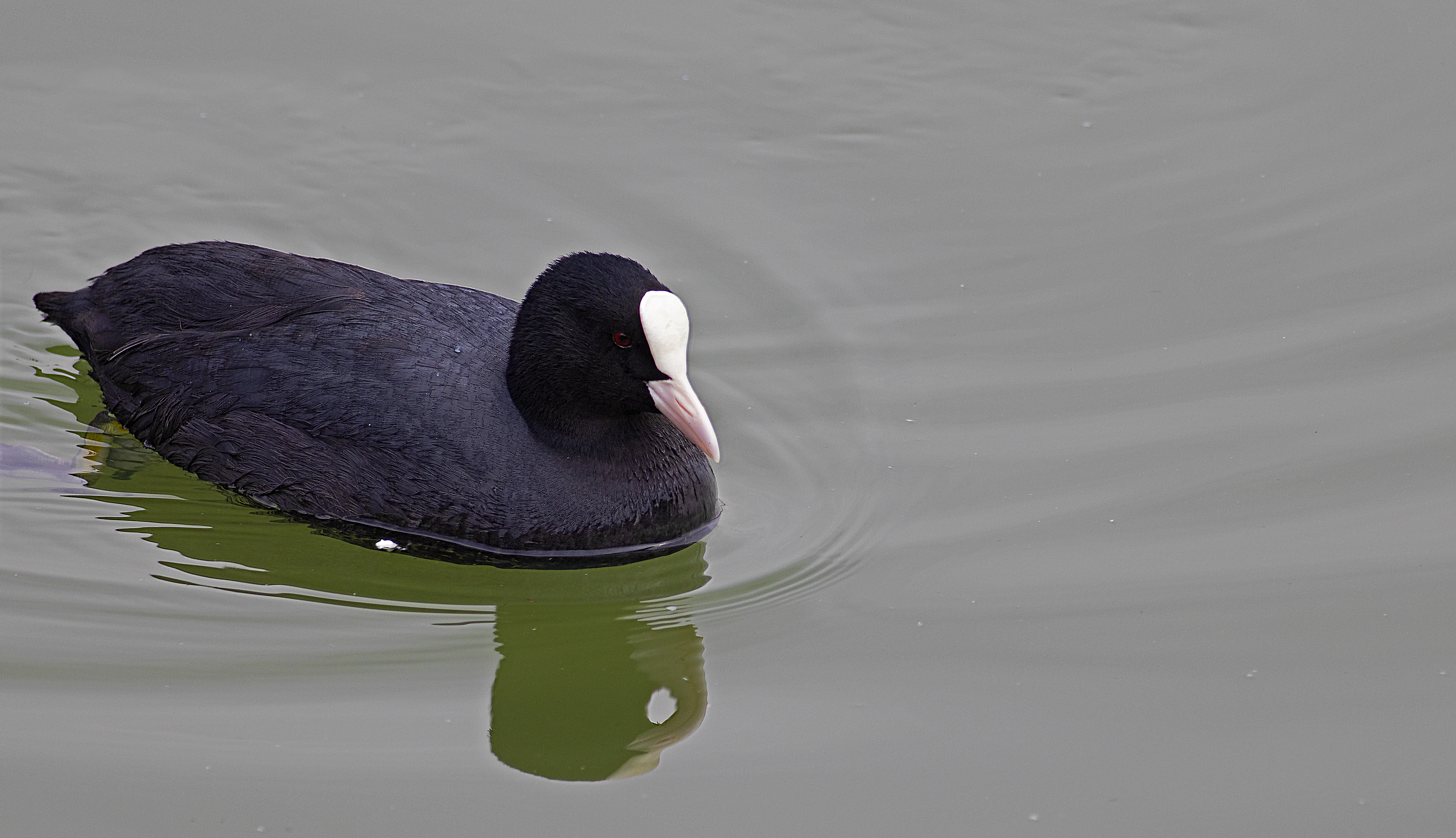 Eurasian Coot